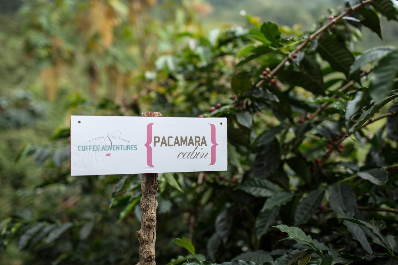 Coffee & Adventure Hotel By La Palma Y El Tucan Zipacon Екстер'єр фото